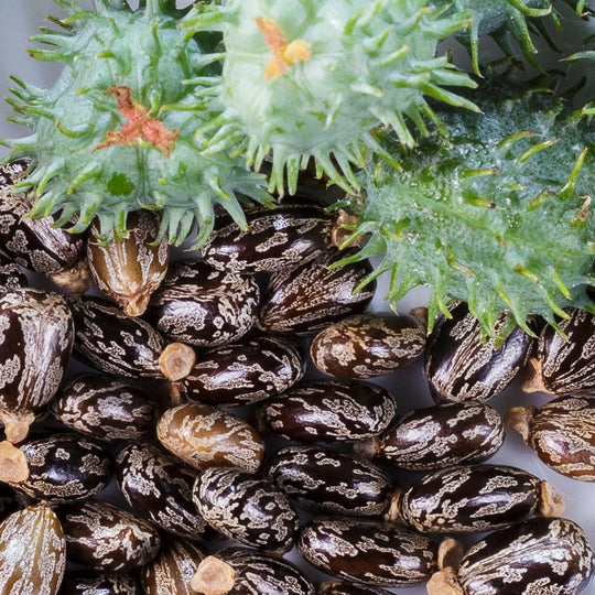 Jamaican Black Castor Oil