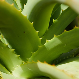 Aloe Vera Juice