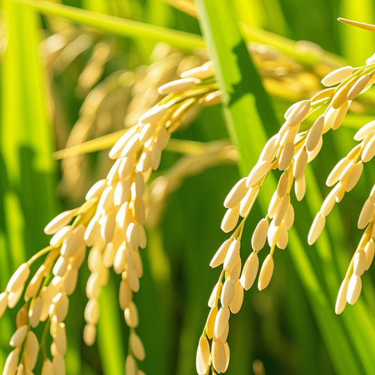 Rice Bran