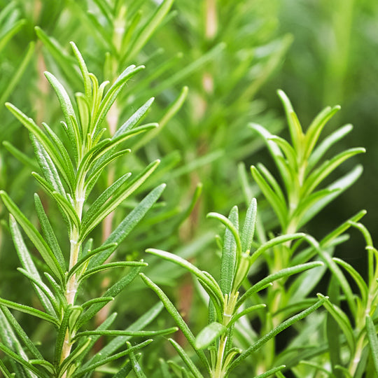 Rosemary